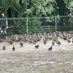 Huge Flock of Ducks Following Keeper