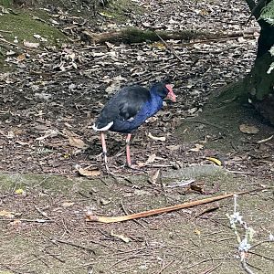 Pūkeko (Porphyrio melanotus)