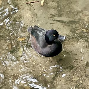 New Zealand scaup (Aythya novaeseelandiae)