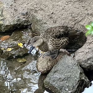 Grey teal (Anas gracilis)