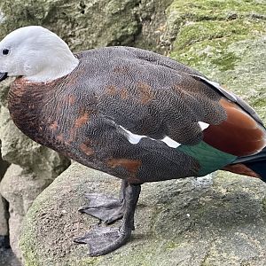 Female Paradise shelduck (Tadorna variegata)