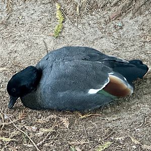 Male Paradise shelduck (Tadorna variegata)