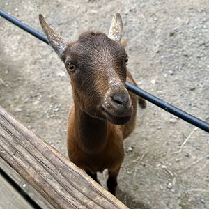 Domestic goat (Capra hircus)