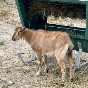 Domestic goat (Capra hircus)