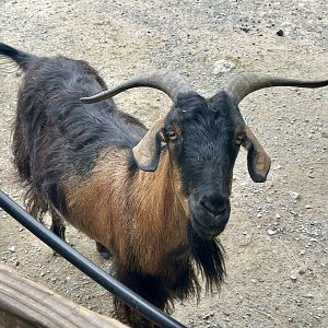 Domestic goat (Capra hircus)