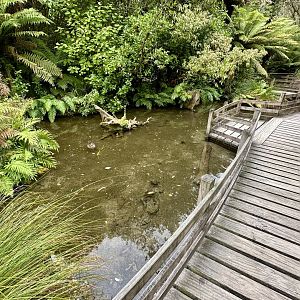 New Zealand Long-fin Eel Pond