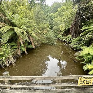 New Zealand Long-fin Eel Pond