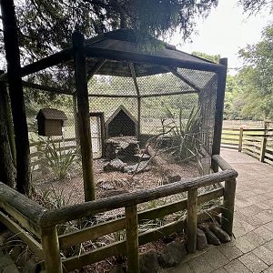 Yellow-crowned Parakeet Aviary
