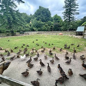 Farmyard - Paddock 1 (Kune Kune)