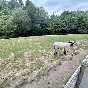 Farmyard - Paddock 2 (Goat/Sheep)