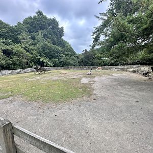 Farmyard - Paddock 3 (Llama)