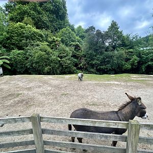 Farmyard - Paddock 4 (Donkey/Pony)