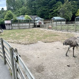 Farmyard - Paddock 5 (Emu)