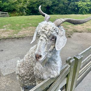 Domestic goat (Capra hircus)