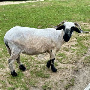 Domestic sheep (Ovis aries)