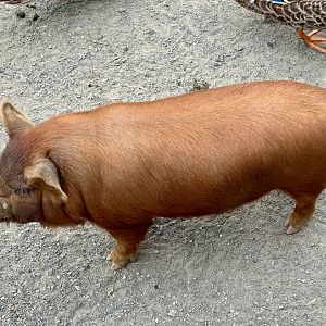 Kunekune (Sus domesticus)