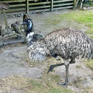 Emu (Dromaius novaehollandiae)