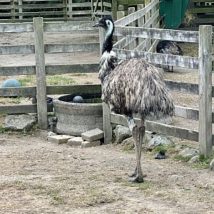 Emu (Dromaius novaehollandiae)