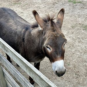 Domestic donkey (Equus africanus asinus)