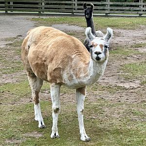 Llama (Lama glama)