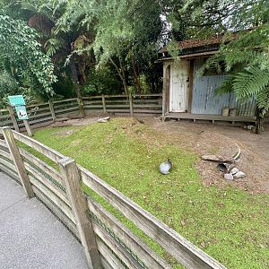 Enderby Island Rabbit Exhibit