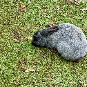 Enderby Island rabbit (Oryctolagus cuniculus)
