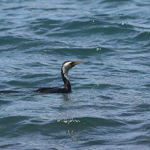 Little Shag (Microcarbo melanoleucos brevirostris), Mātiu/Somes Island