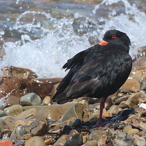 Variable Oystercatcher (Haematopus unicolor), Mātiu/Somes Island