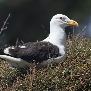 Kelp Gull (Larus dominicanus dominicanus), Mātiu/Somes Island