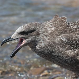Kelp Gull (Larus dominicanus dominicanus) juvenile, Mātiu/Somes Island