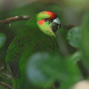 Red-crowned Kākāriki (Cyanoramphus novaezelandiae novaezelandiae), Mātiu/Somes Island