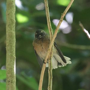 New Zealand Fantail (Rhipidura fuliginosa placabilis) juvenile, Mātiu/Somes Island