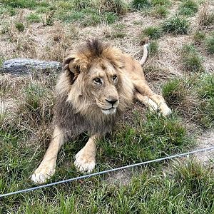 African Lion (Xander)