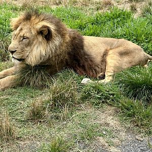 African Lion (Xander)