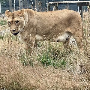 African Lion (Bella)