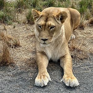 African Lion (Bella)