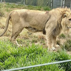 African Lion (Fletcher)