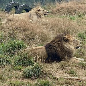 Father and Son (Xander and Fletcher)