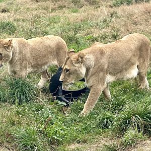 Mother and Daughter (Bella and Freyja)