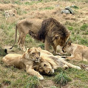 The Pride (All Five Adults)