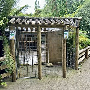 Old Lion Cub Nursery