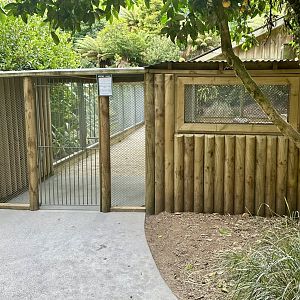 New Lion Cub Nursery