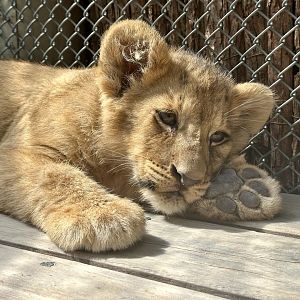 Male African Lion Cub