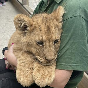 Male African Lion Cub
