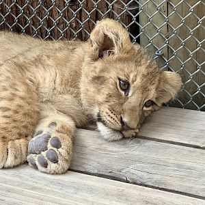 Female African Lion Cub
