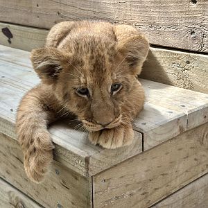 Female African Lion Cub (Stalking Ducks)