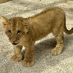 Female African Lion Cub