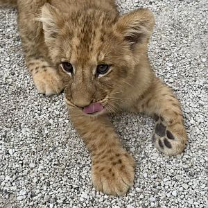Female African Lion Cub