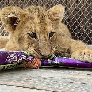 Female African Lion Cub (Chewing Toy)