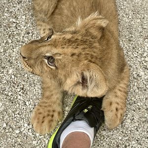 African Lion Cub (Holding My Shoe)